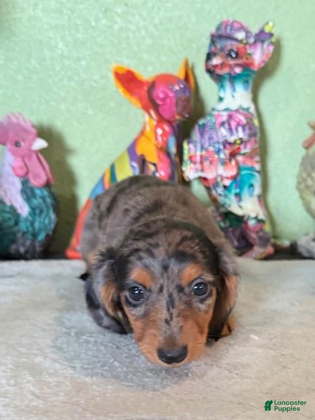 Miniature Dachshund dogs for sale: Gem - Image 1