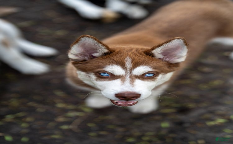 Siberian Husky dogs for sale - Ad 2