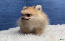 Pomeranian dogs for sale: Charlie - Image 16