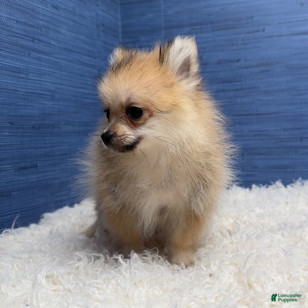 Pomeranian dogs for sale: Charlie - Image 16