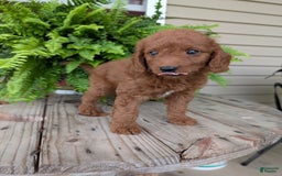 Mini Goldendoodle dogs for sale: Mini -coner - Image 40