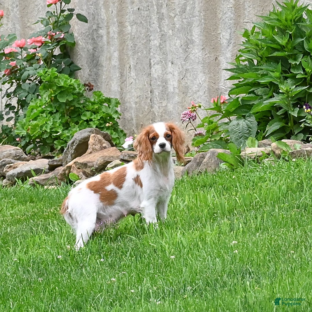 Cavapoo dogs for sale: Lance - Image 12