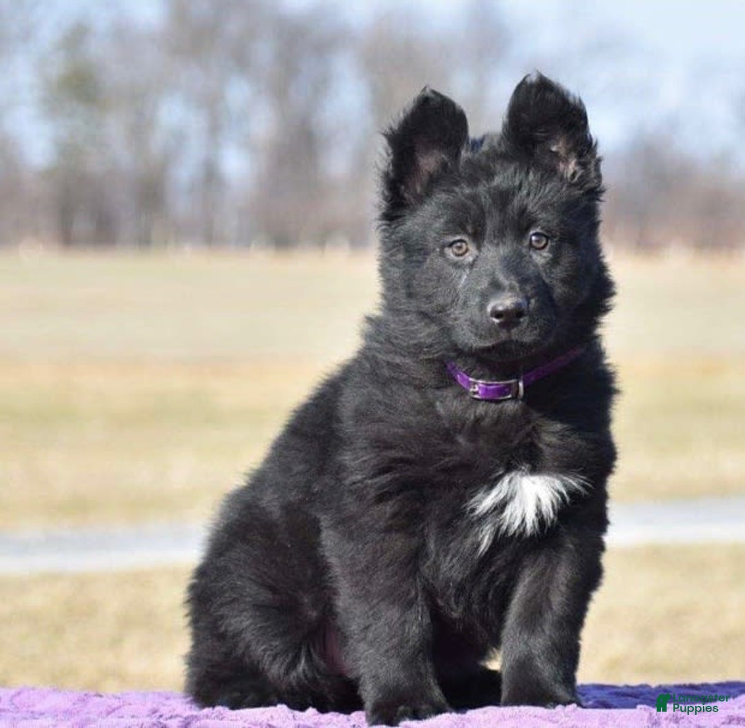 German Shepherd dogs for sale: Chloe - Image 1