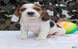 Beagle dogs for sale: Penny - Image 3