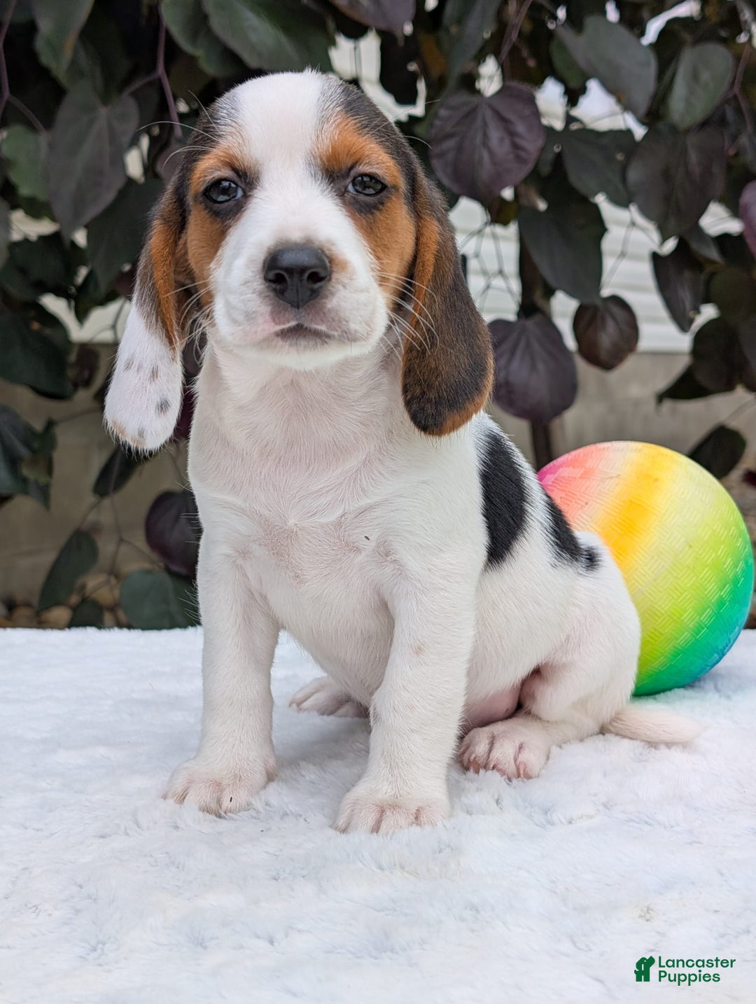 Beagle dogs for sale: Penny - Image 3