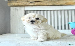 Maltipoo dogs for sale: Maverick - Image 4
