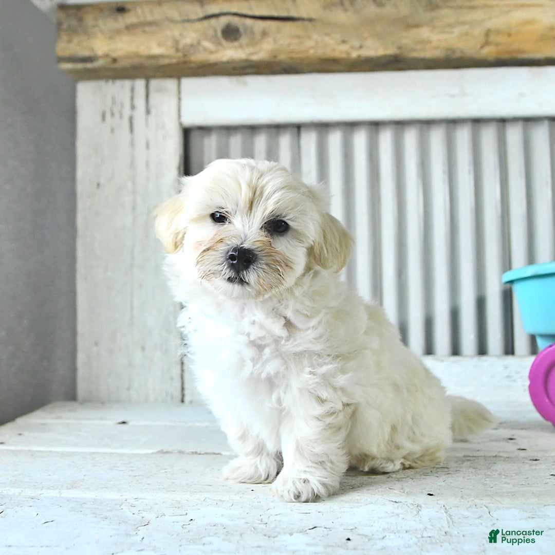 Maltipoo dogs for sale: Maverick - Image 4
