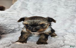 Yorkshire Terrier dogs for sale: Yorkshire Terrier 3 puppies - Image 4