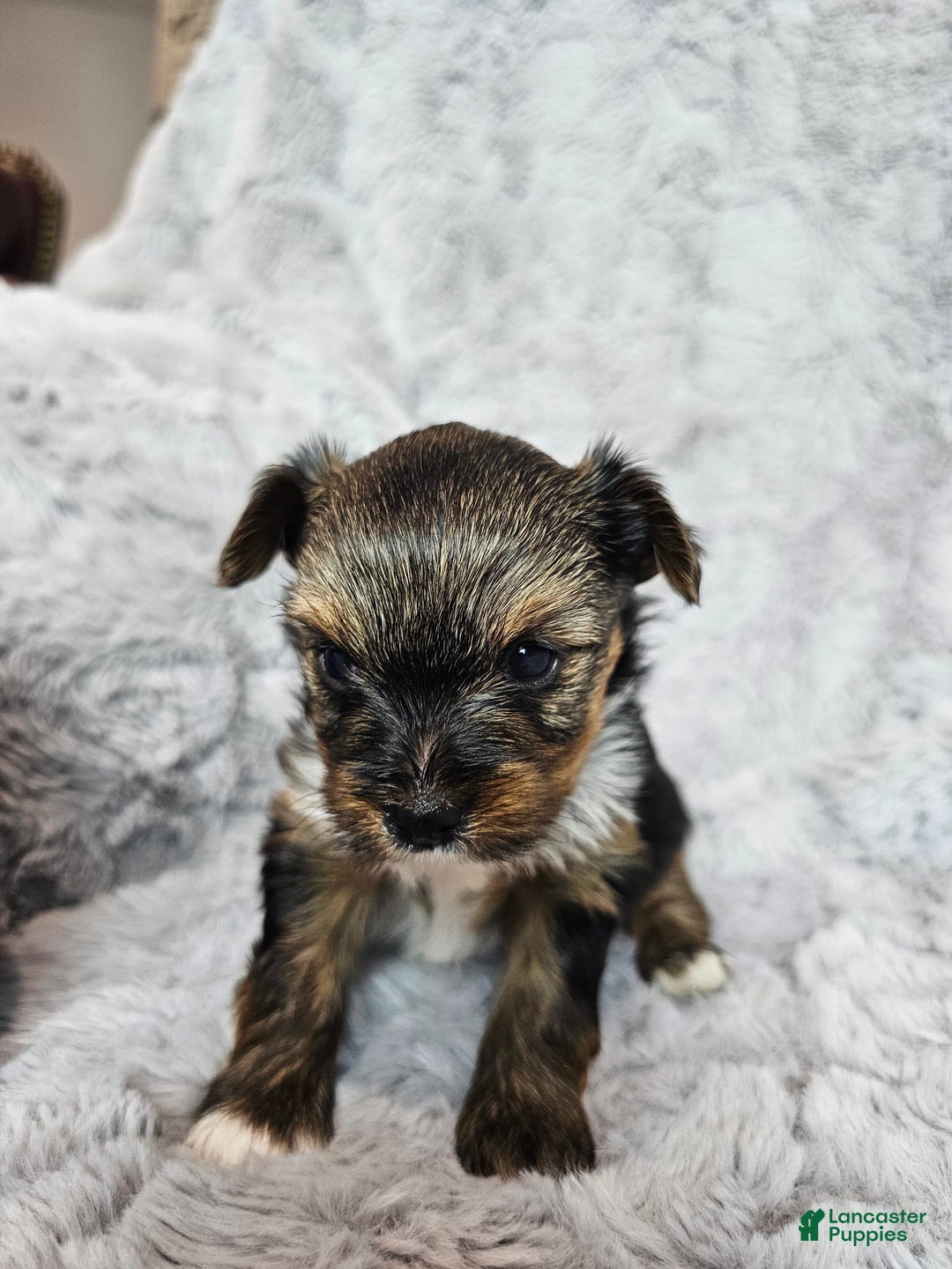 Yorkshire Terrier dogs for sale: Yorkshire Terrier 3 puppies - Image 4
