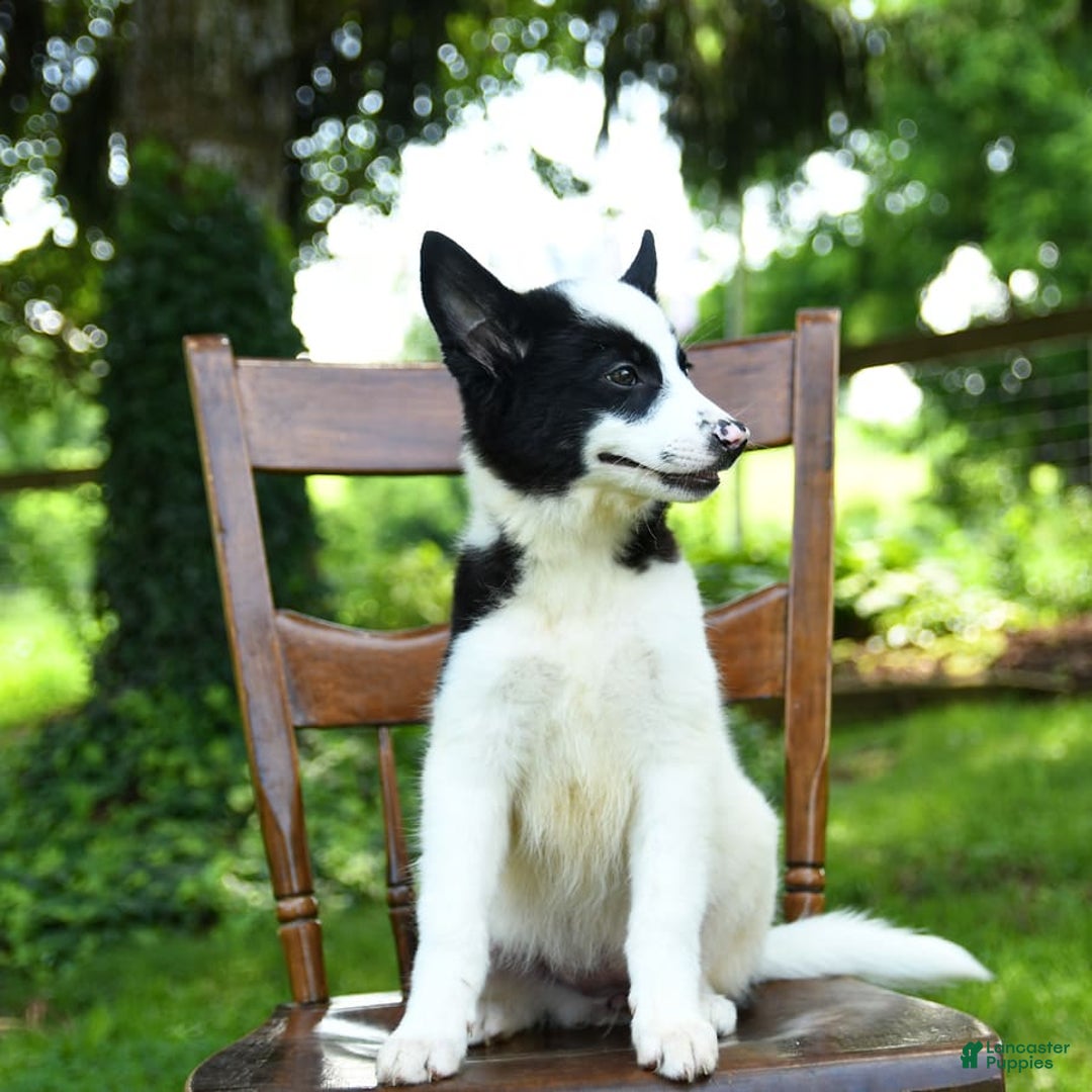 Border Collie dogs for sale: Poppy - Image 9