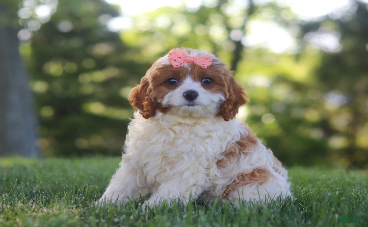 Cavapoo dogs for sale - Ad 4