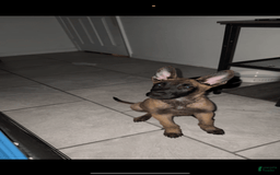 Belgian Malinois dogs for sale: Rex - Image 3