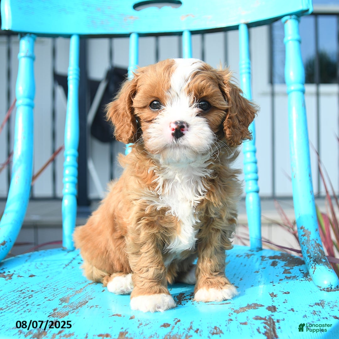Cavapoo dogs for sale: Abby - Image 5