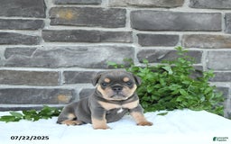 Olde English Bulldogge dogs for sale: Cam - Image 1