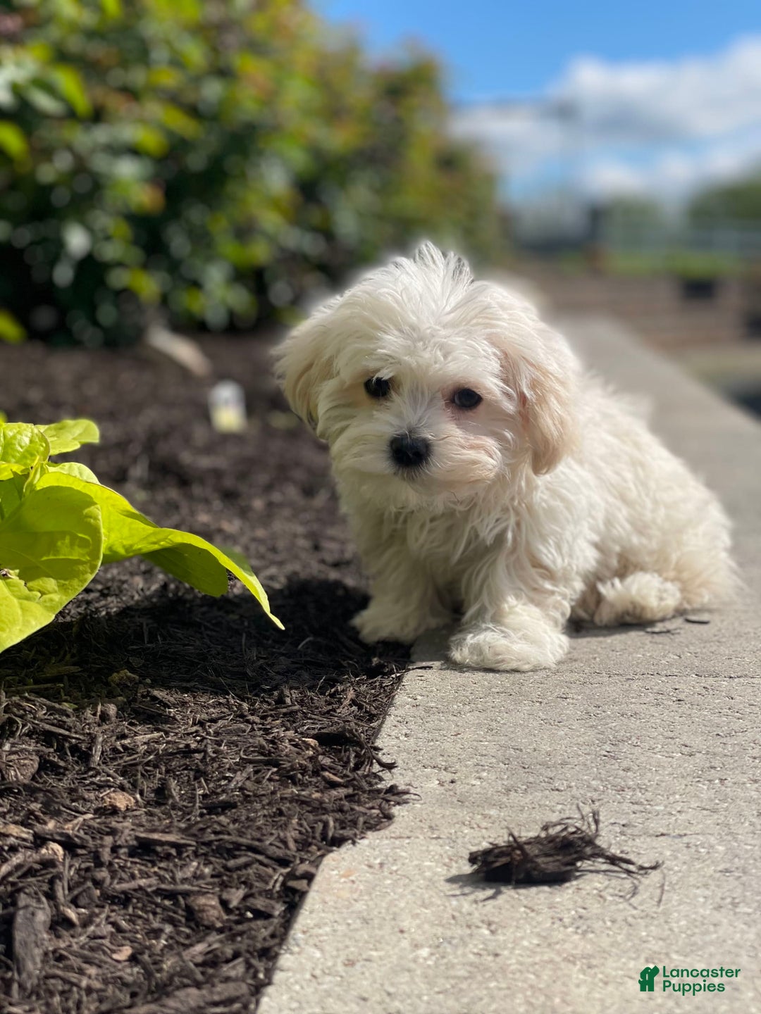 Havanese dogs for sale: Felicity - Image 2