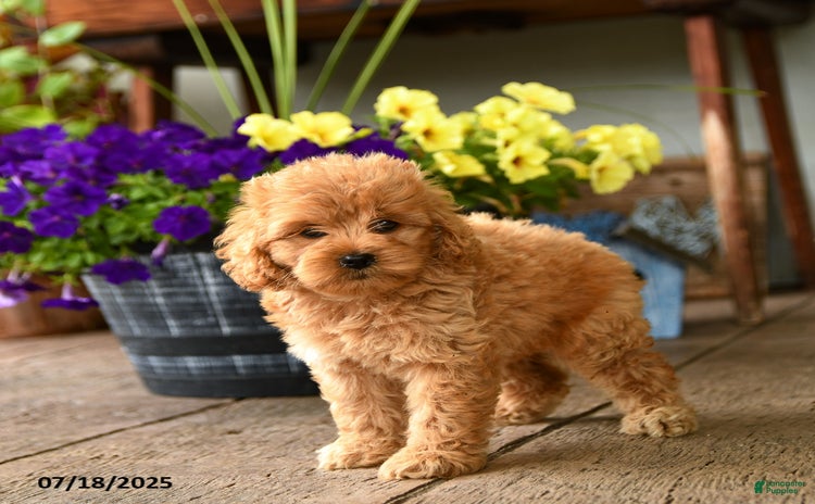 Cockapoo dogs for sale - Ad 1