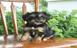 Teddy Bear dogs for sale: Zendaya - Image 1