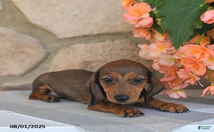 Miniature Dachshund dogs for sale - Ad 3