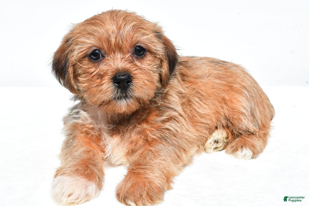 Shorkie dogs for sale: Wonder - Image 6