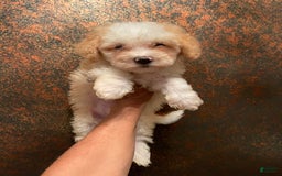 Mini Bernedoodle dogs for sale: Peaches N Cream - Image 6