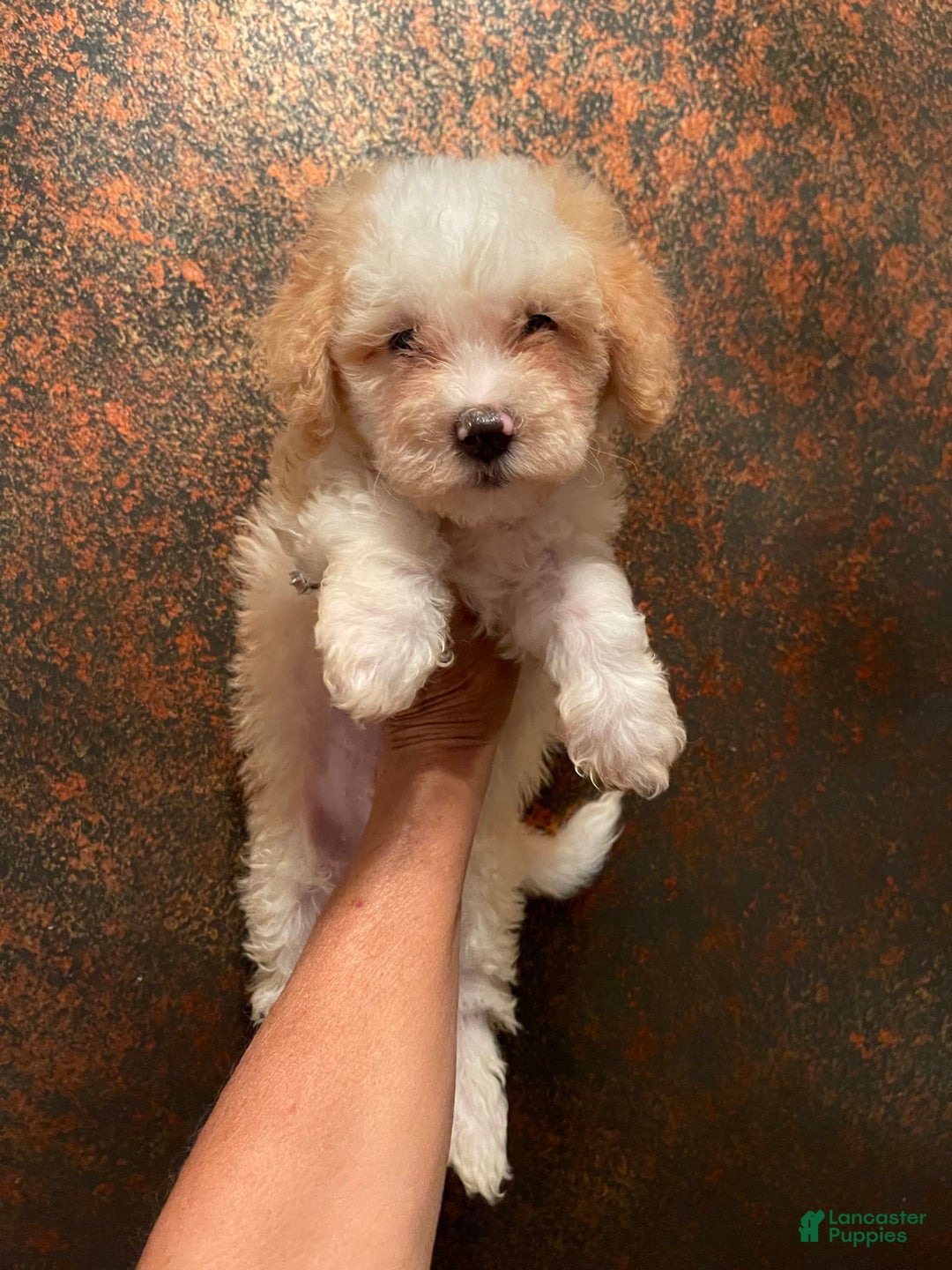 Mini Bernedoodle dogs for sale: Peaches N Cream - Image 6