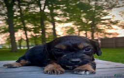 Cavapoo dogs for sale: Lads - Image 1