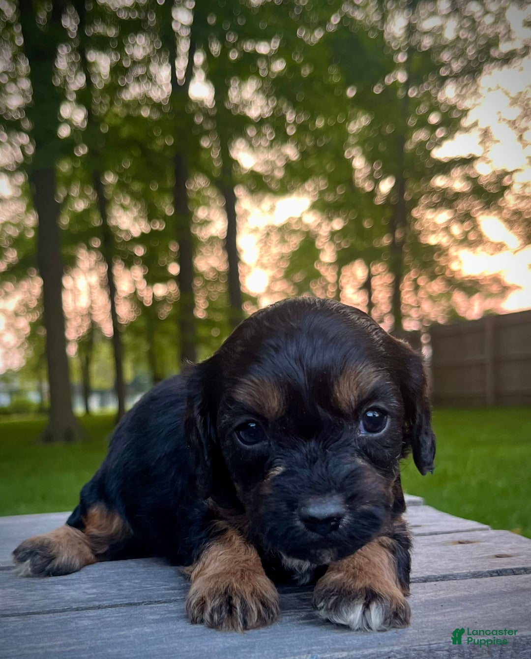 Cavapoo dogs for sale: Lads - Image 1