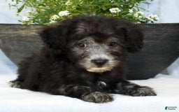 Havapoo dogs for sale: Moose - Image 6