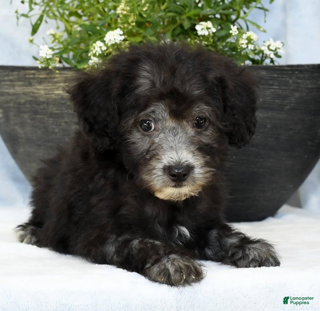 Havapoo dogs for sale: Moose - Image 6