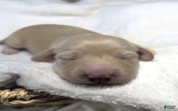Miniature Dachshund dogs for sale: Glaze - Image 2