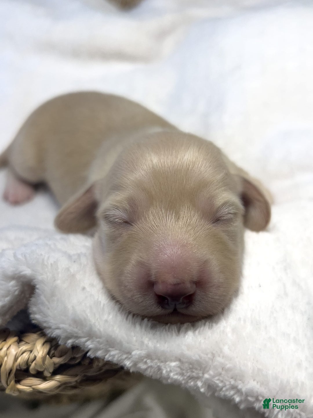 Miniature Dachshund dogs for sale: Glaze - Image 2