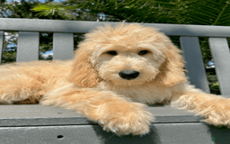 Goldendoodle dogs for sale: Brooklyn ❤️ - Image 1