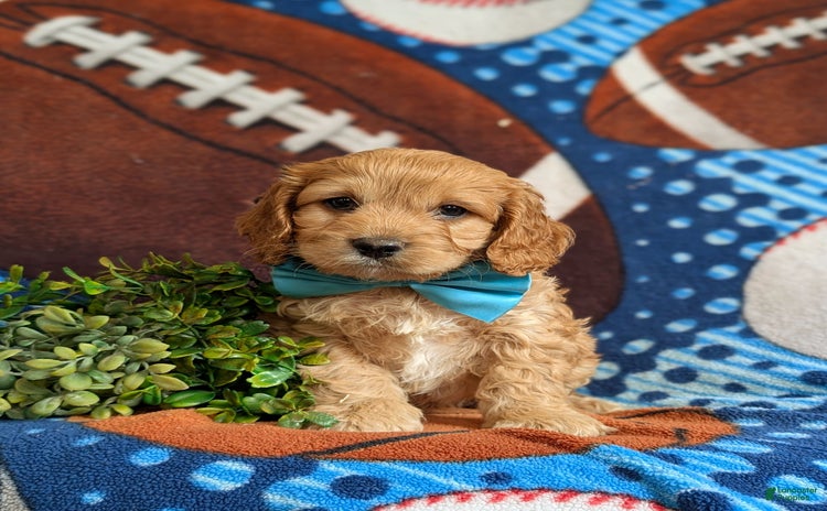 Cockapoo dogs for sale - Ad 3
