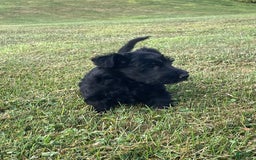 Scottish Terrier dogs for sale: Bernie - Image 3