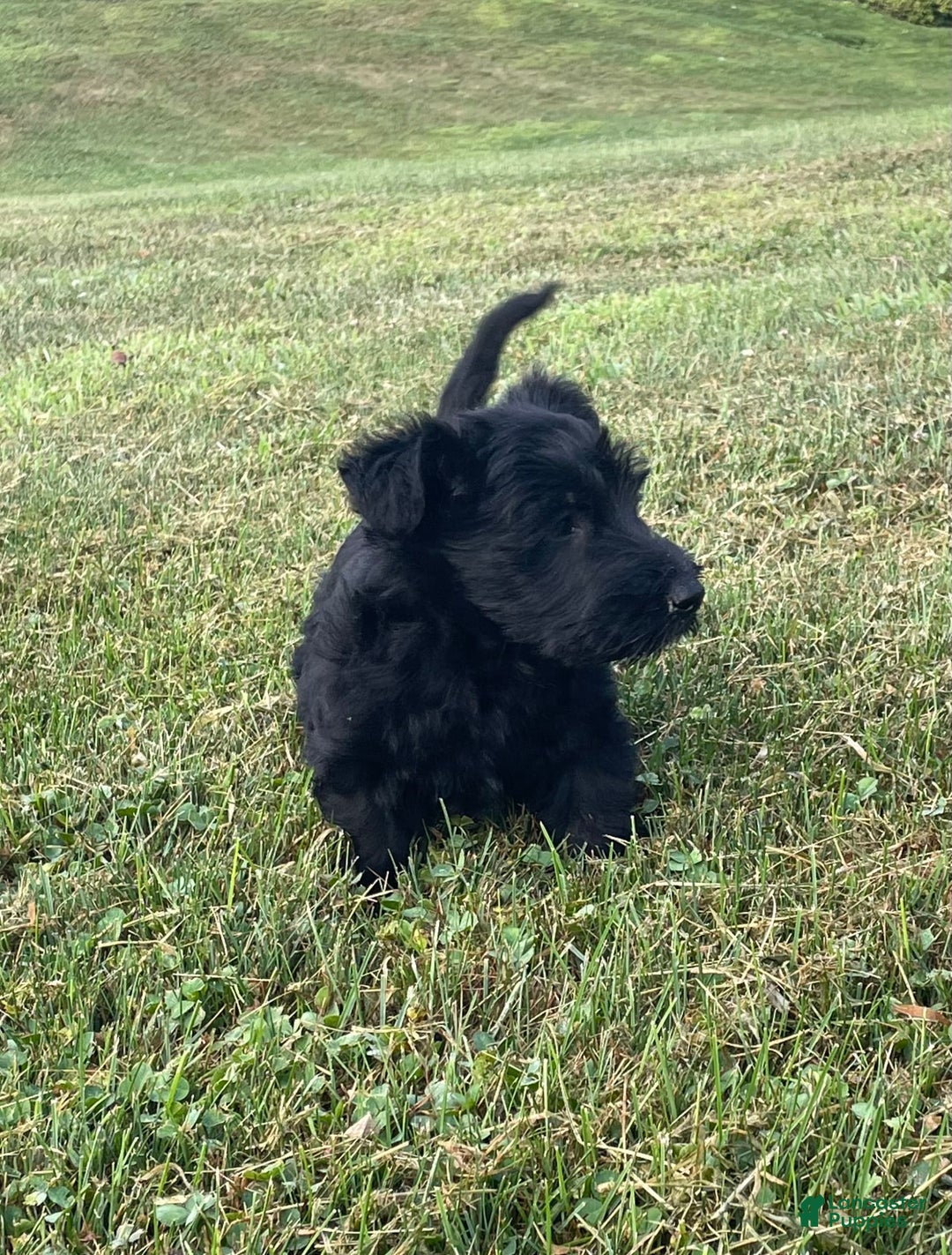 Scottish Terrier dogs for sale: Bernie - Image 3