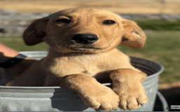 Labrador Retriever dogs for sale: Simba - Image 4