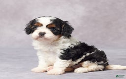 Cavapoo dogs for sale: Ella - Image 6
