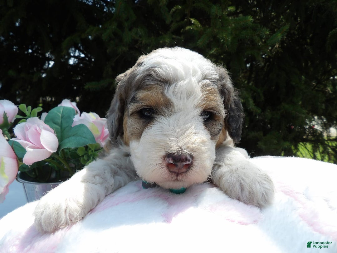 Mini Bernedoodle dogs for sale: Lucy - Image 3
