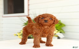 Miniature Poodle dogs for sale: Nacho - Image 5