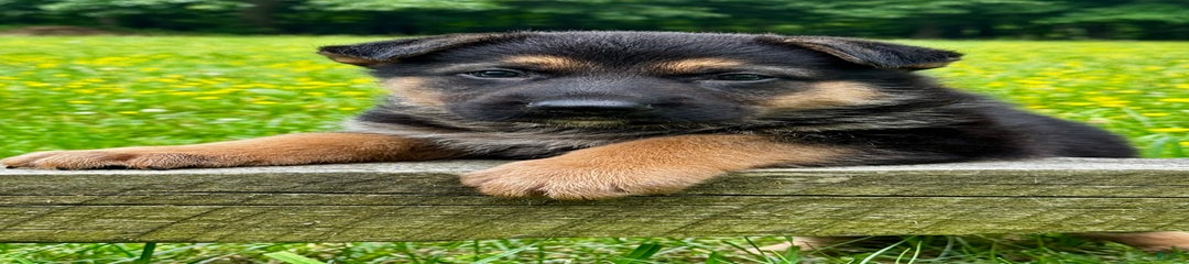 Big Buck