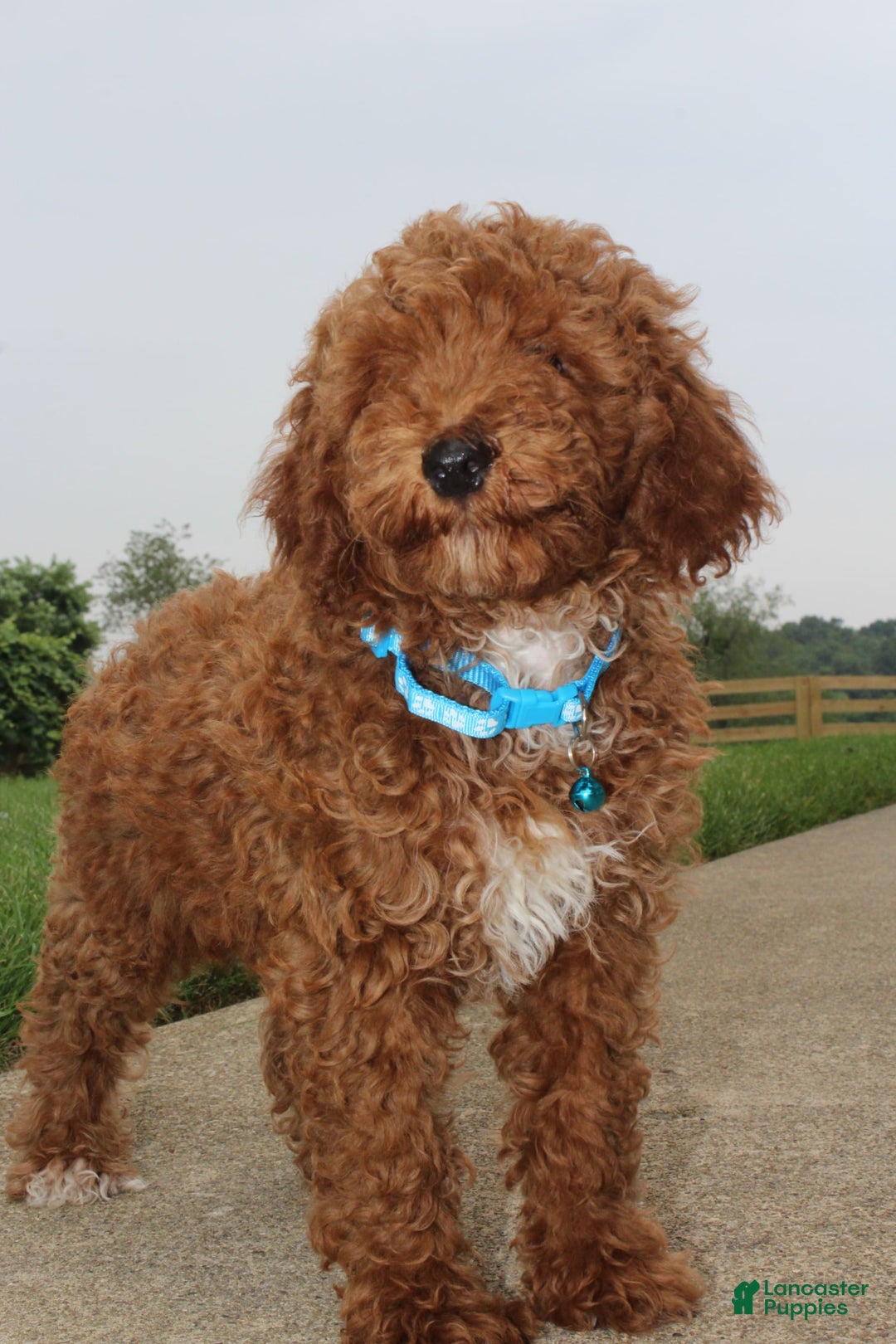 Miniature Poodle dogs for sale: Akc Patch - Image 2