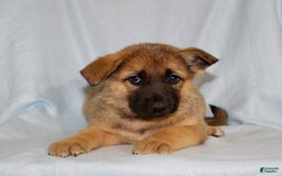 German Shepherd dogs for sale: Tracy - Image 2