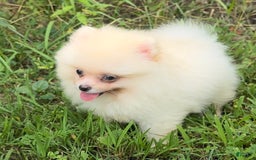 Pomeranian dogs for sale: Kobe - Image 3