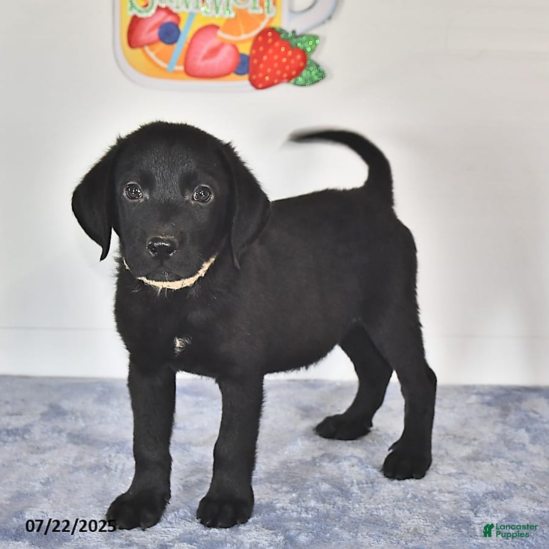 Labrador Retriever dogs for sale: Colt - Image 3