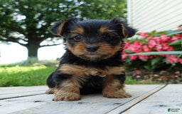 Yorkshire Terrier dogs for sale: Danae - Image 1