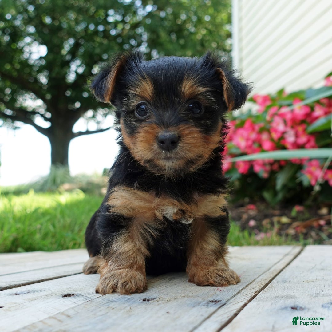 Yorkshire Terrier dogs for sale: Danae - Image 1