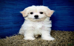 Shihpoo dogs for sale: Cedric - Image 10