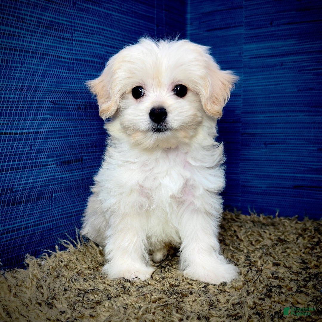 Shihpoo dogs for sale: Cedric - Image 10