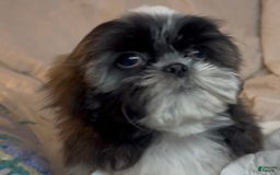 Shih Tzu dogs for sale: Teddy - Image 14