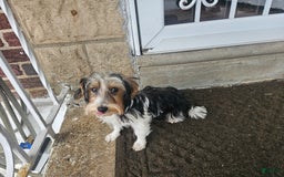 Biewer Terrier dogs for sale: Kiko - Image 2